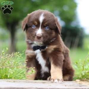 Triumph, Miniature Australian Shepherd Puppy
